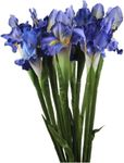 Xidmold 4 Bundle Real Touch Long Stems Iris Flower Silk Artificial Ireland Irish Iris Fake Flower for Wedding Decor Home Flower Arrangements Decoration (Blue)