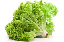 SimXotic Lettuce Green (Salad Patta) Vegetables Premium Seeds - Pack of 50 Hybrid Seeds