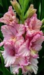 Gebdinsh Garden® Baby Pink Color Imported Gladiolus Winter Flower Bulbs For Your Home Gardening | Pack of 5 bulbs