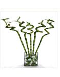 CAPPL Live 90 cm Spiral Sticks Lucky Bamboo Dancing Sticks Indoor Plant (4 Sticks) For Living Room, Desk, Table Corner, Office, Home Decoration