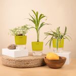 KYARI Spider-Areca Palm-Fittonia Pink Combo of 3 Indoor Plants for Living Room | Live Plants | Plants with Green Pot for Home Air purifier plants | Plants for Home Decor | Plants for garden