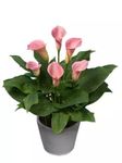 Healthy live Pink Peace Lily and Spathiphyllum indoor air purifier plant in a small black pot