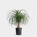 Ponytail Palm Plant Lolina Palm Fountain Palm Nolina Palm Live Plant Original Variety