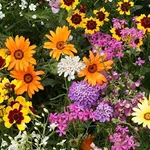 Outsidepride Golf Course Wildflower Seed Mix - 1/4 lb Premium Blend of Annual Wildflower Seeds for All States - Ideal for Flower Beds, Putting Greens, Tees, Ponds, Lakes in USDA Zones 3-10