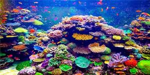 MIRRORANG 120x50cm Undersea Theme Aquarium Background Durable Vinyl Background Colorful Coral Tropical Fish Underwater World Fish Tank Background