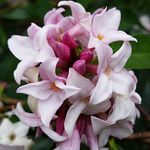 You Garden - Daphne 'Perfume Princess' in a 13cm Pot - Fragrant Spring Flowering Evergreen Shrub, Hardy, Easy to Grow