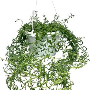 6" String of Dolphins Plant Live with Hanging Basket - Dolphin Succulents Plants Live - East to Care, Rare Air Purifying House Plants for Home Office Wedding Decorations & Birthday Gift