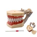 YOUYA DENTAL TM-460 Anatomy Typodont Educational Model with 32pcs Removable Teeth for Teaching and Study