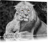 Pixxprint Beautiful Lion with cub black/white on canvas, hugePictures completely framed with stretcher, Art print on wall picture with frame size: 100x70 cm