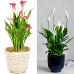 The Green Beach Live Plants for Home decor Or Spathiphyllum Plant Indoor Outdoor Plant Air Purifier Oxygen Supplier Good Luck plant for Living Room/Bedroom/House/Office (Pack Of 2)