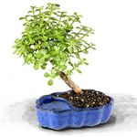 Brussel's Bonsai Live Dwarf Jade Bonsai Tree, Indoor - Small, 3 Years Old, 5 to 8 Inches Tall - Jade Tree in Zen Ceramic Bonsai Pot