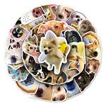 Meme Cat Stickers for Laptop (50 PCS),Gift for Children Teens Adults Girl Boys,Waterproof Stickers for Water Bottle,Cat Vinyl Stickers for Scrapbook,Skateboard,Bike,Phone,Dairy