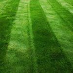 Dark Green Lawn Seed - Grass Seeds for a Green Lawn All Year Round - Hard Wearing & Fast Growing Mix - Garden Lawncare Guy (10kg - 400m²)