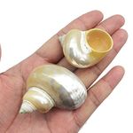 PEPPERLONELY 5PC Pearlized Gold Mouth Turbo , Hermit Crab Sea Shells , 1-1/2 Inch ~ 2 Inch