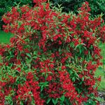 GardenersDream Weigela 'RED Prince' Plant - Low Maintenance Deciduous Shrub in 9cm Pot - Outdoor Garden Ready Flowering Shrub - Outdoor Hardy Shrub for Gardens, Borders, and Beds (15-25 cm)