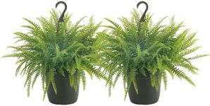 Costa Farms Ferns (2 Pack), Live Pr