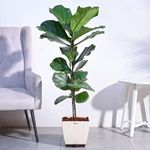 Ugaoo Ficus Lyrata (Fiddle Leaf Fig) Natural Live Indoor Plant with Pot - Extra Large