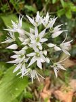 Garlic For Planting In Garden