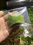 Marcus Fish Tanks - Dwarf Hairgrass
