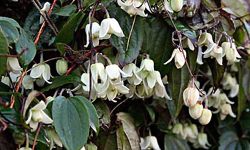 Clematis urophylla 'Winter Beauty'