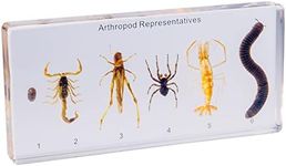 Resin Insect Specimen Set, Science Toys for Kids Aged 3-12 (Arthropod)