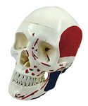 TeachingNest | Skull Model Life size Painted Numbered PVC | Anatomical Model