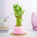 Floral Boutique Spiral Lucky Bamboo Plant with Metal Plant Pot, Indoor Plants for Living Room, Plant Stand for Balcony, Stylish Pots for Indoor Plants and Décor