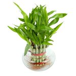 Urban Plant Lucky Bamboo Plant with Glass Jar for Living Room & Kitchen – Perfect Green Companion for Prosperity, Harmony & Good Luck (2 Layer [Glass Jar])