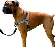 ShawnCo Dream Walk No-Pull Dog Harness- Adjustable, Comfortable, Easy to Use Pet Halter to Help Stop Pulling for Small, Medium and Large Dogs- Art Pattern Designs (Freckle's Garden, S)