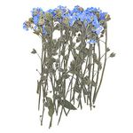 YouthBro 50PCS Blue Forget Me Not Flowers with Stem, Don't Forget Me Real Dried Pressed Nature Flowers for Resin DIY Art Craft