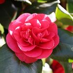 Camellia (Grafted) Live Flowering Plant & Tree For Shrub/Bush/Home Garden Camellia Pink Flower Plant (1.5-3.5 Ft Hight) Pack Of 1