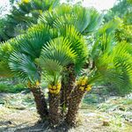 YouGarden Hardy Fan Palm Chamaerops