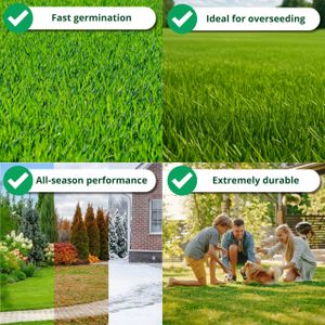 A1 Lawn Grass Seed, 5kg – Premium Quality for Lush Lawns