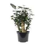 8" Fabian Stump Aralia, Rare House Plants Live Indoor House Plants, Exotic House Plants Indoors Live Plants Indoor, Rare Plants Live Houseplants Live Indoor Plants Live Houseplants by Plants for Pets