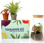 Handmade Clear Glass Terrarium Kit With Round Cork Top Open or Closed Garden Display Flower Pot Indoor Outdoor Centrepiece Planter Fittonia Moss 19cm Height (Kit with Fern & Fittonia)