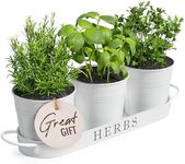 Barnyard Designs Indoor Herb Garden