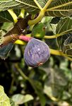 Mphmi Live Plants Nursery Garden Anjeer, Fig Plants (Pack of 1) Live Anjeer, Fig Plant