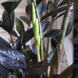 Black ZZ Plant, House Plant Live for Gardening Indoors Outdoors, 4 Inc Potted