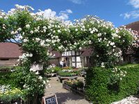 Climbing Iceberg - 5.5lt Potted Climbing Garden Rose - Huge Arching Displays of White/Cream Blooms, Early & Repeat Flowering.