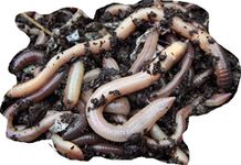 Yorkshire Worms GARDEN WORMS, EARTHWORMS - 100 Pack, Lobworms Pack