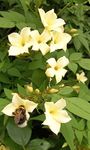 Jasmine officinale Clotted Cream Climbing Plant Rich Cream Scented Summer Flowers Popular with Bees deciduous 1 Litre Pot