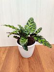 CAPPL Rare Calathea Insignis Live Natural Prayer Indoor Foliage Plant in Pot