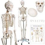 Jago® Life Size Skeleton - 6ft, PVC, Protective Cover, Anatomy Poster, Stand with Wheels - Human Model, Medical Student, Anatomical Full Sized Body. Bones, Figure, Study, Physio, Anatomicals