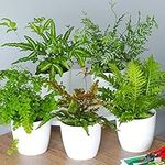 Fern Indoor House Plant Collection - 3 Plant Selection Offering Lush Green Foliage and Air Purifying Qualities - Perfect for Home or Office