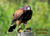 Personalised Harris Hawk Bird of Prey Greeting Card (Birthday, Christmas, Any Occasion) - Custom Card for Him or Her Male Female Family Kids Boys Girls any Age