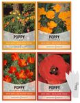 Poppy Seeds for Planting Outdoors F