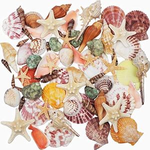 Sea Shells Mixed Beach Seashells 9 Kinds 1.2"-3.5 "Various Sizes Natural Seashells and 2 Kinds of Natural Starfish for Beach Themed Party DIY Crafts Fishtank Vase Fillers Home Wedding Decorations