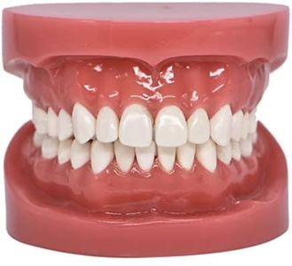 Dental Model Typodont Tooth Model 1:1 Brushing Flossing Practice Teeth Mode Gingiva Visible Anatomic Demonstration for Study Adult Standard Teaching Model