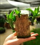 Garden Art Lucky Bamboo Live Plant | Good Luck Plant | Indoor Feng Shui Plant For Home Decor (Brazilian Wood Bamboo)