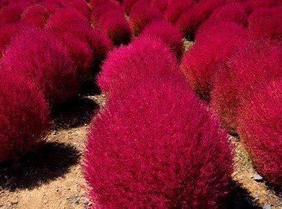 Golden Hills Farm® (AVG 100-500) seeds Best Grass Seeds Kochia Fire Bush - Grass Seeds Grass Seeds For Home Garden